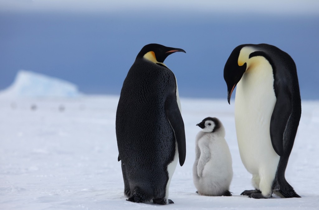 empire-penguin